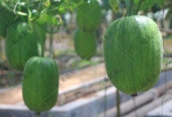 苹果吃瓜平台,揭秘科技巨头背后的娱乐世界