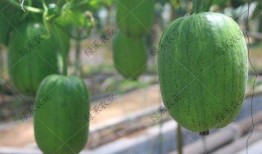 苹果吃瓜平台,揭秘科技巨头背后的娱乐世界