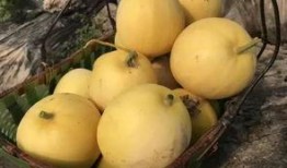 瓜快熟怎么吃,瓜类美食攻略