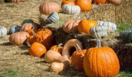 象甲吃瓜群众,吃瓜群众眼中的赛场风云录